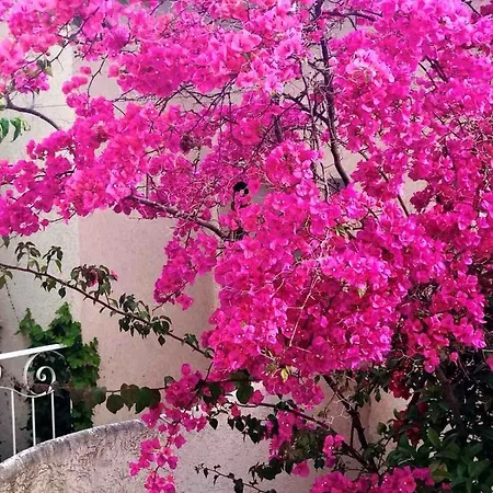 Appartamento Bougainville Lemon Apartment *